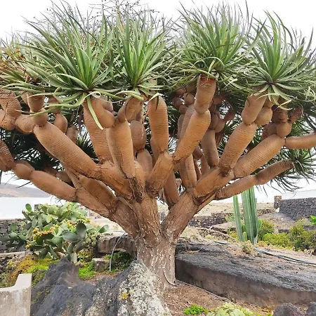 Casa Ico Lanzarote Сasa de vacaciones Tías